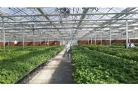 溫室陽(yáng)光板8mm、10mm陽(yáng)光板價(jià)格透明